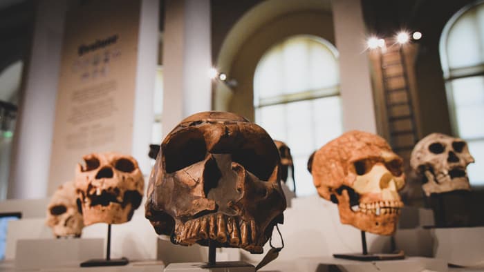 À la rencontre des Homininés
